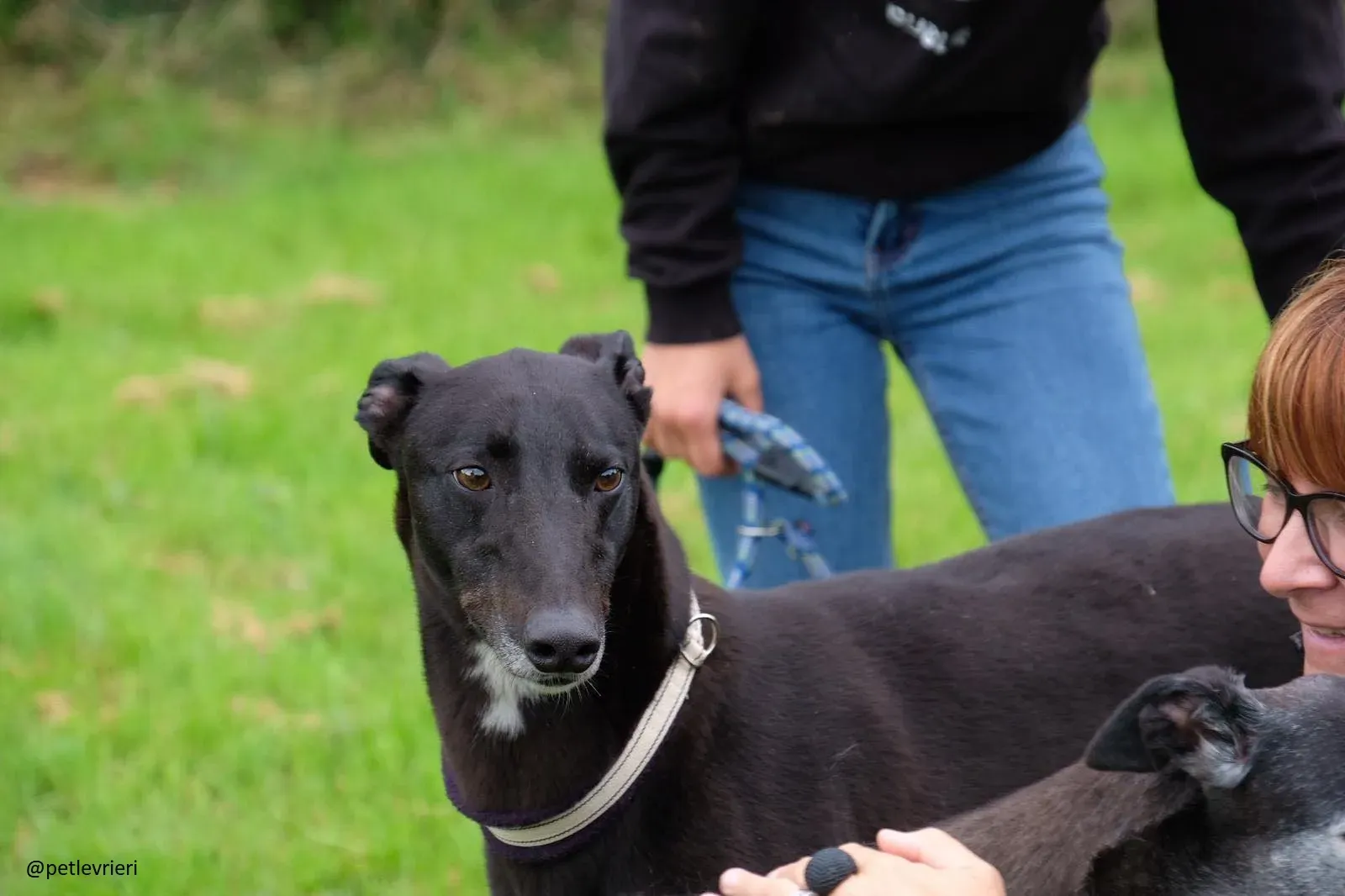 spud adozione greyhound 4 1