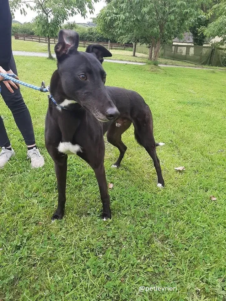 spud adozione greyhound 5