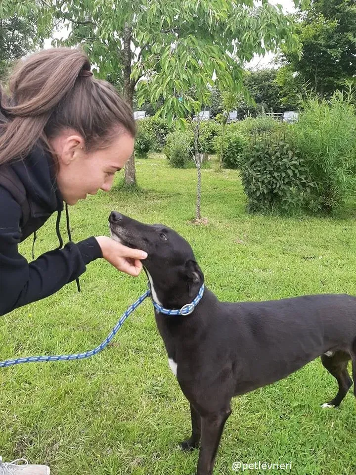 spud adozione greyhound 6