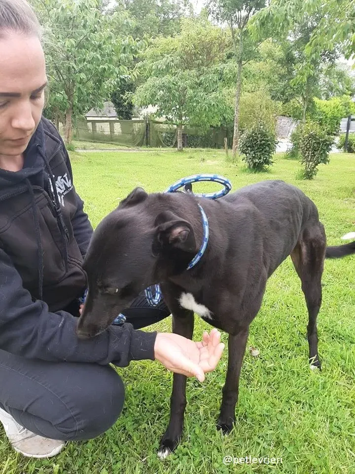 spud adozione greyhound 7