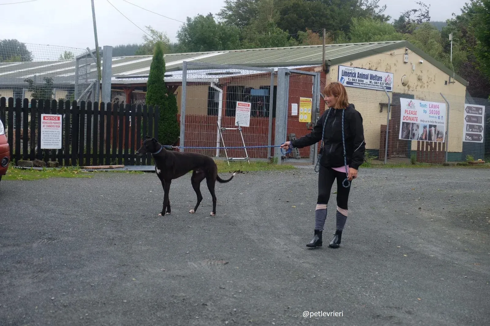 spud adozione greyhound 9