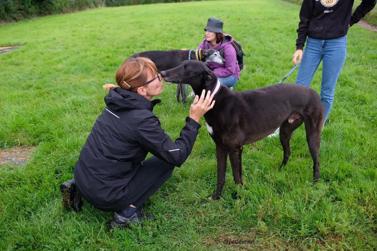 spud adozione greyhound