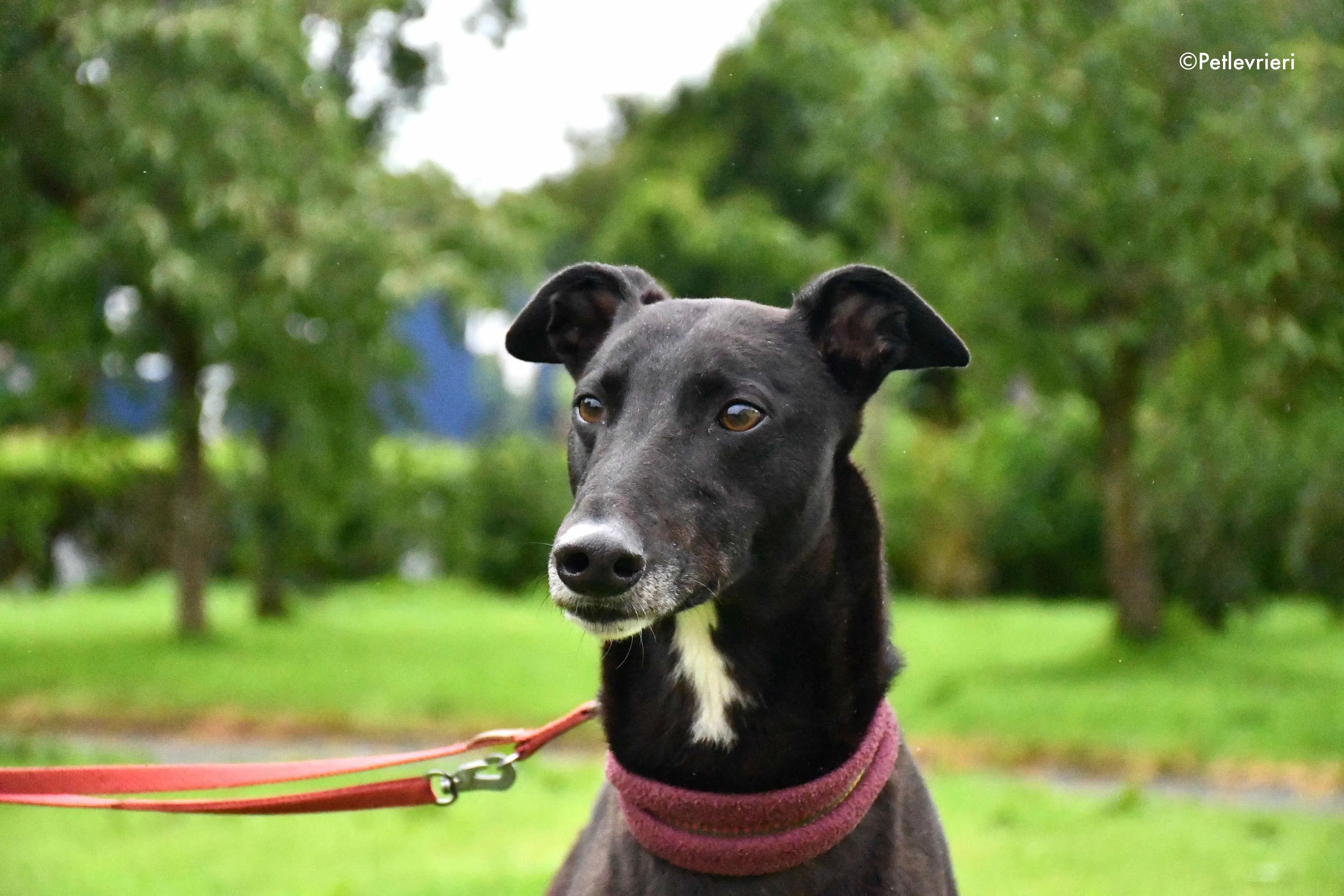 spud adozione levrieri greyhound 1