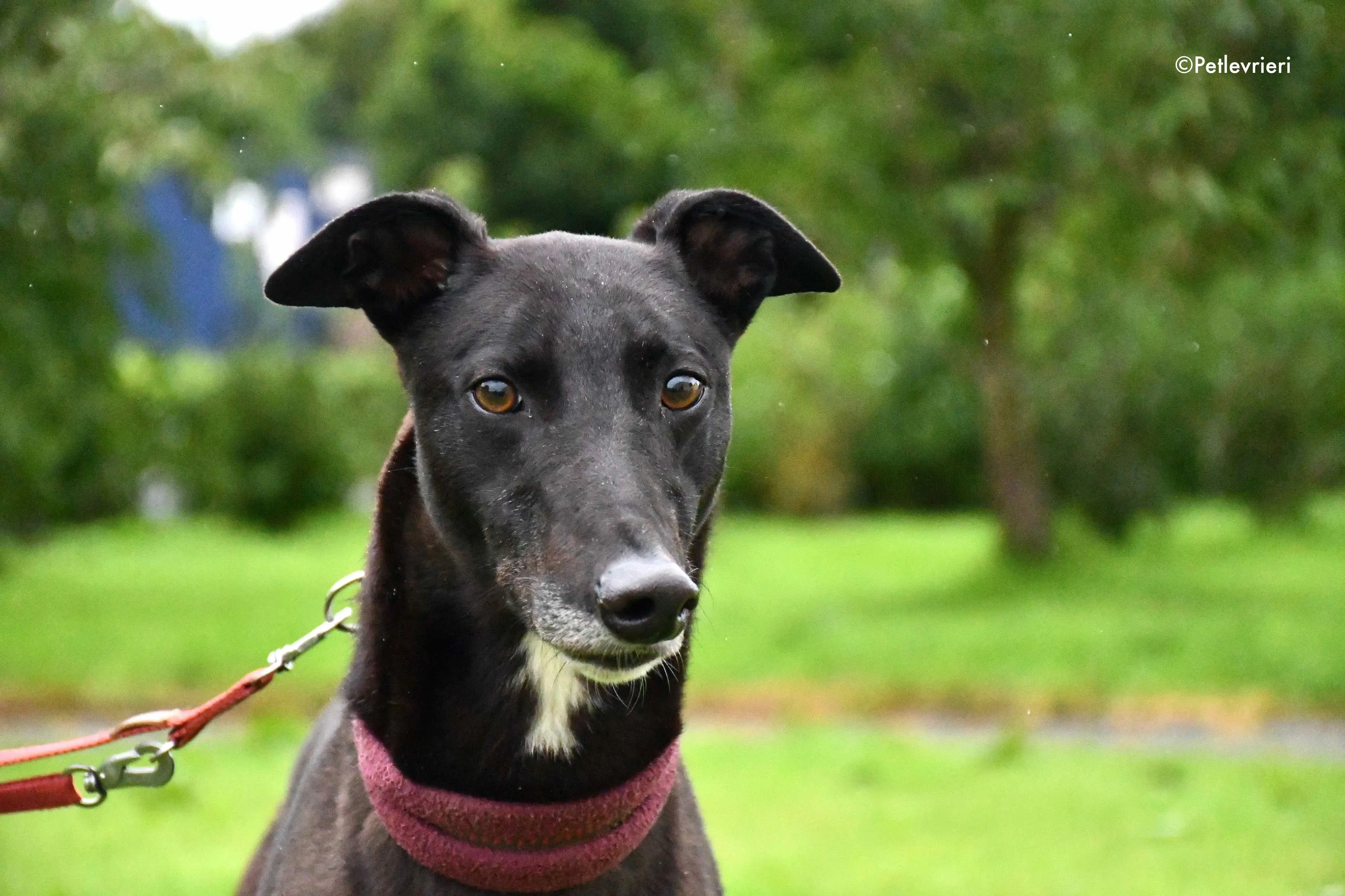 spud adozione levrieri greyhound 2