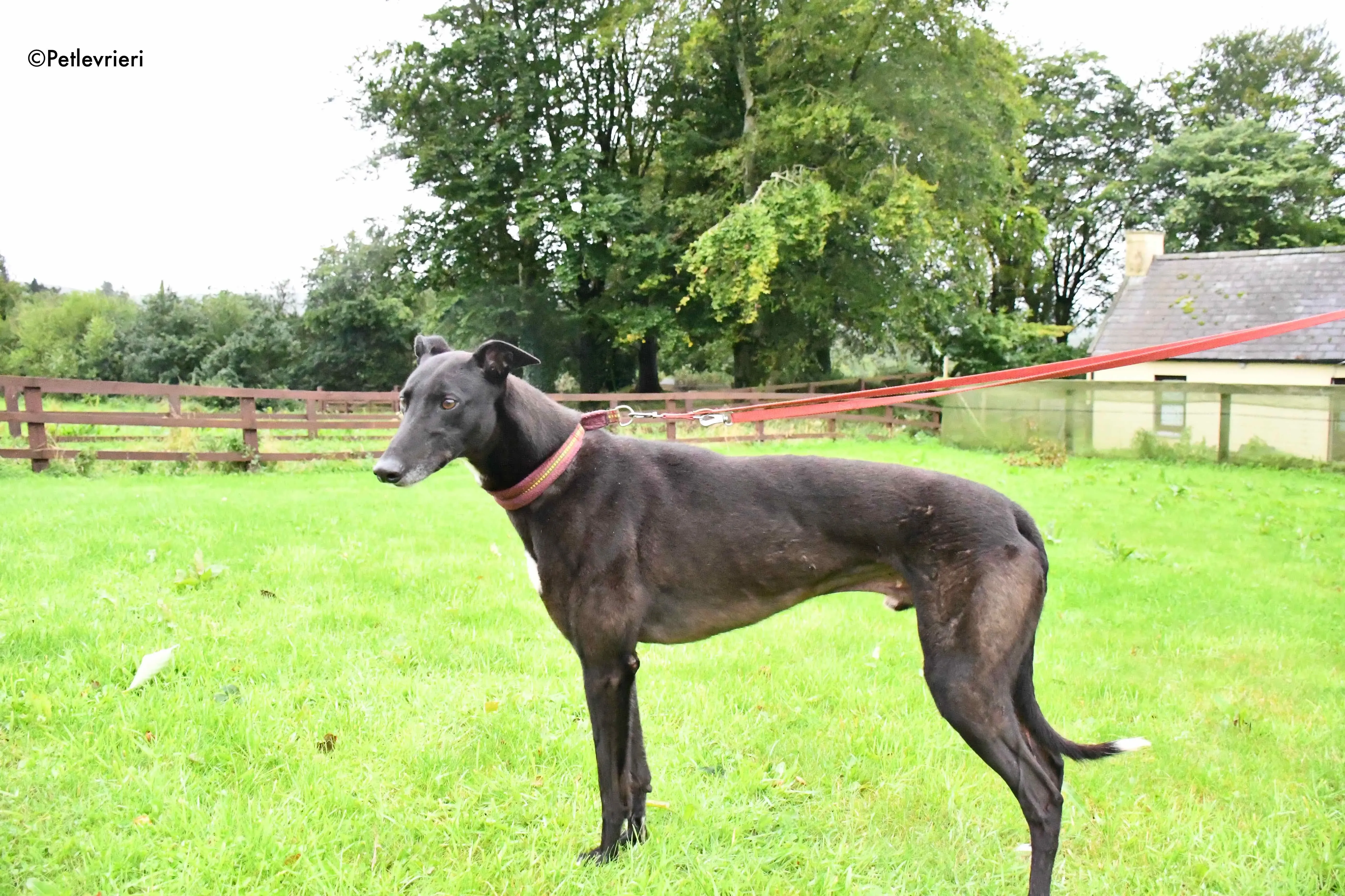 spud adozione levrieri greyhound 3