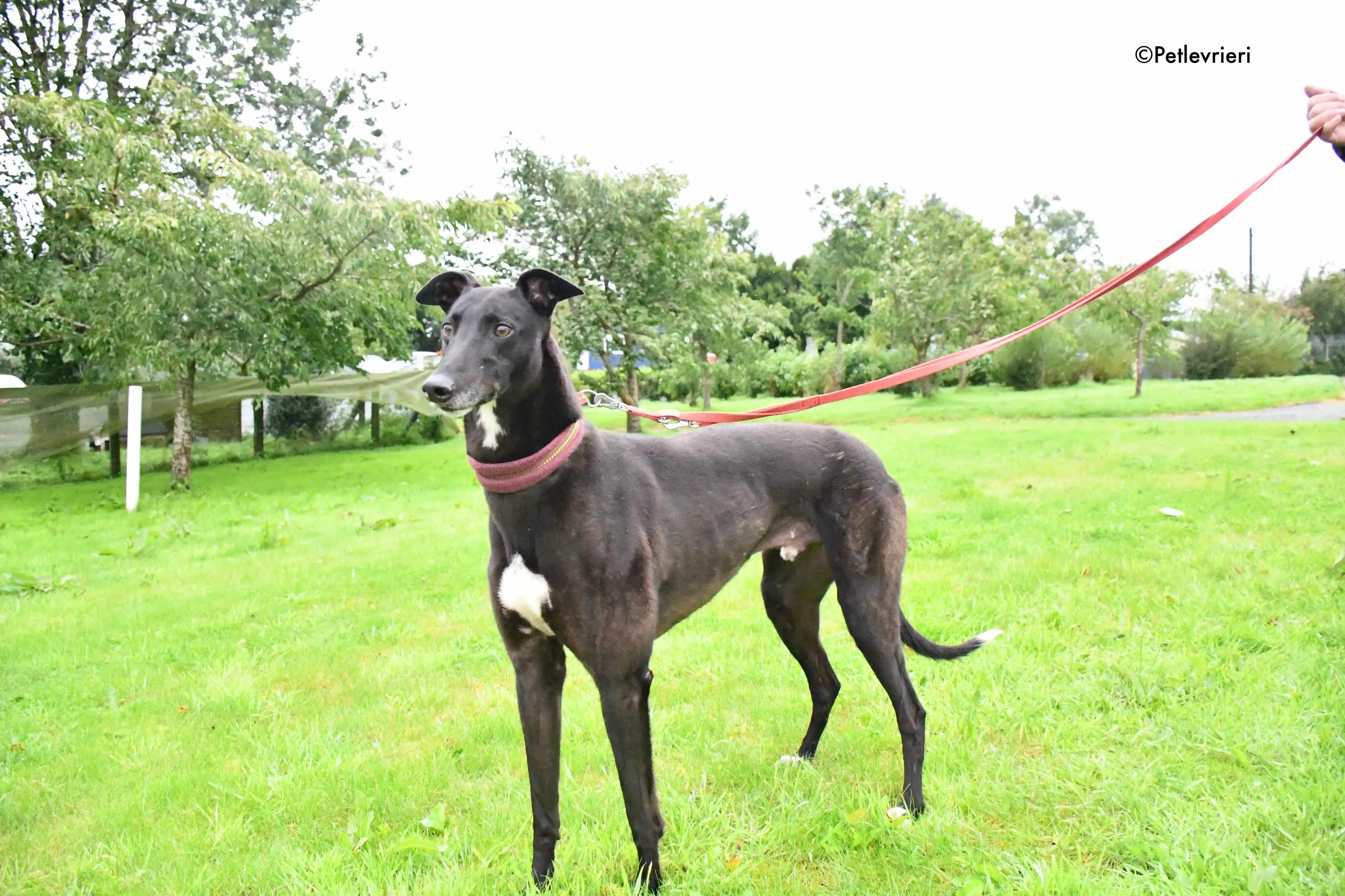 spud adozione levrieri greyhound 4