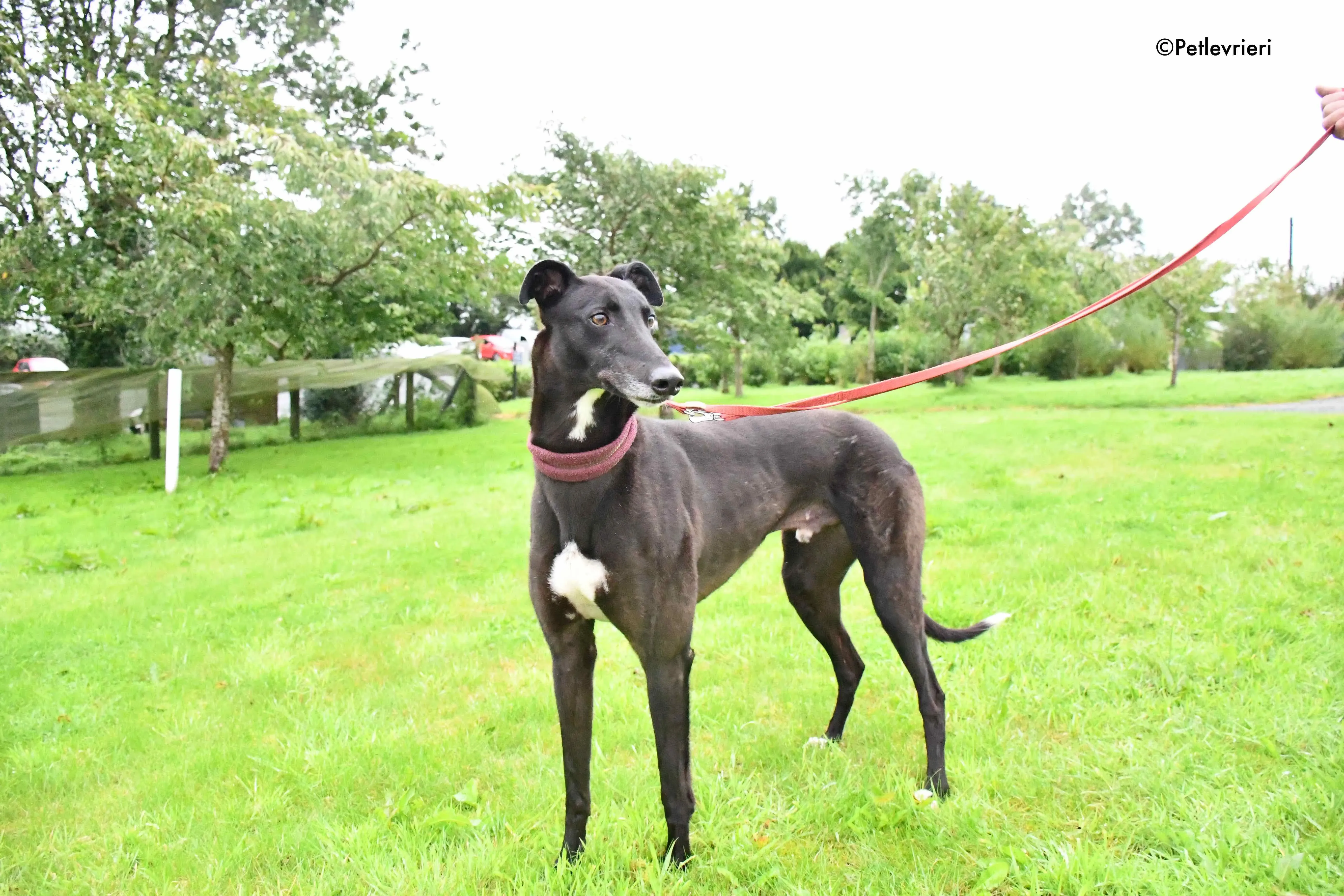 spud adozione levrieri greyhound 5