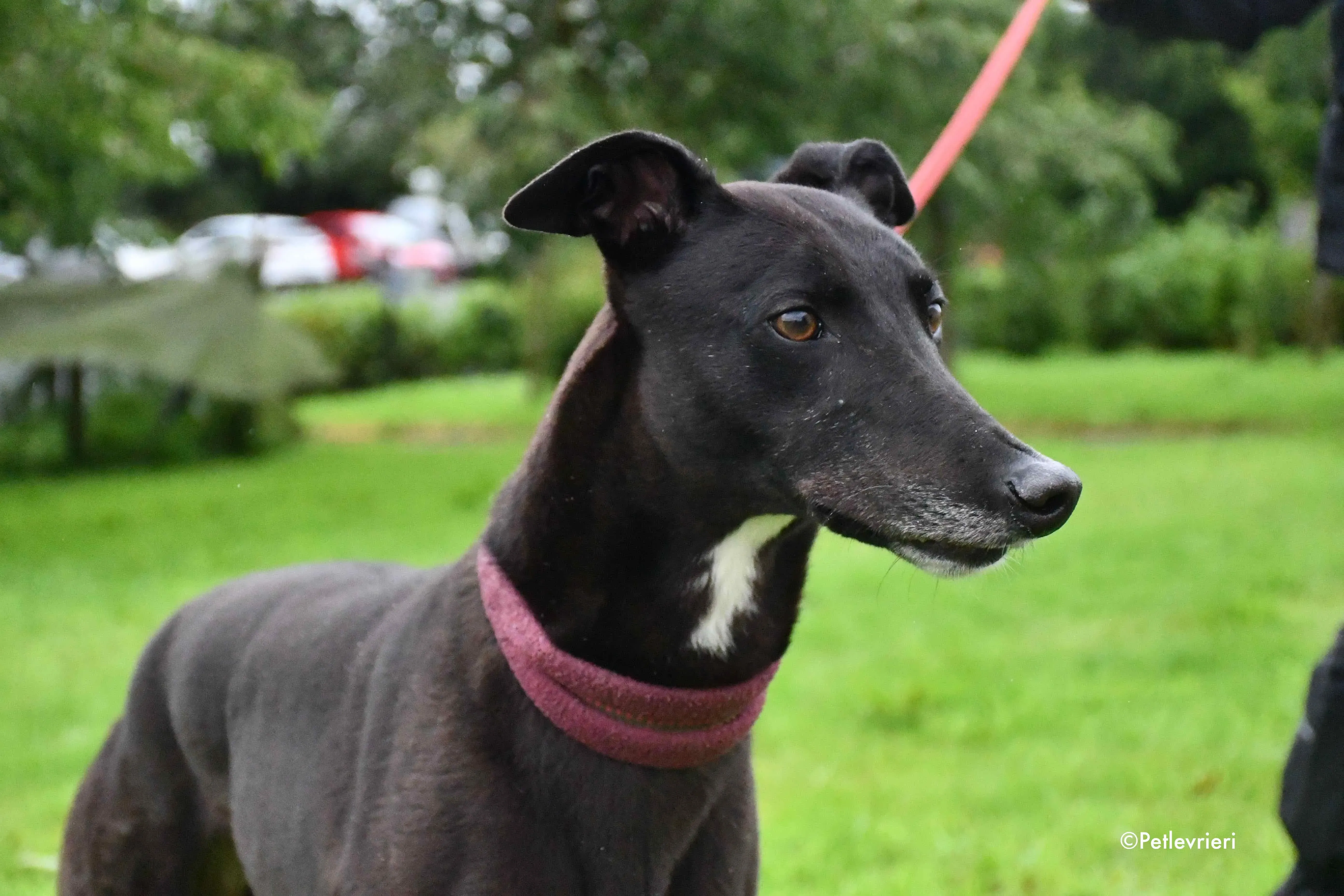 spud adozione levrieri greyhound 6