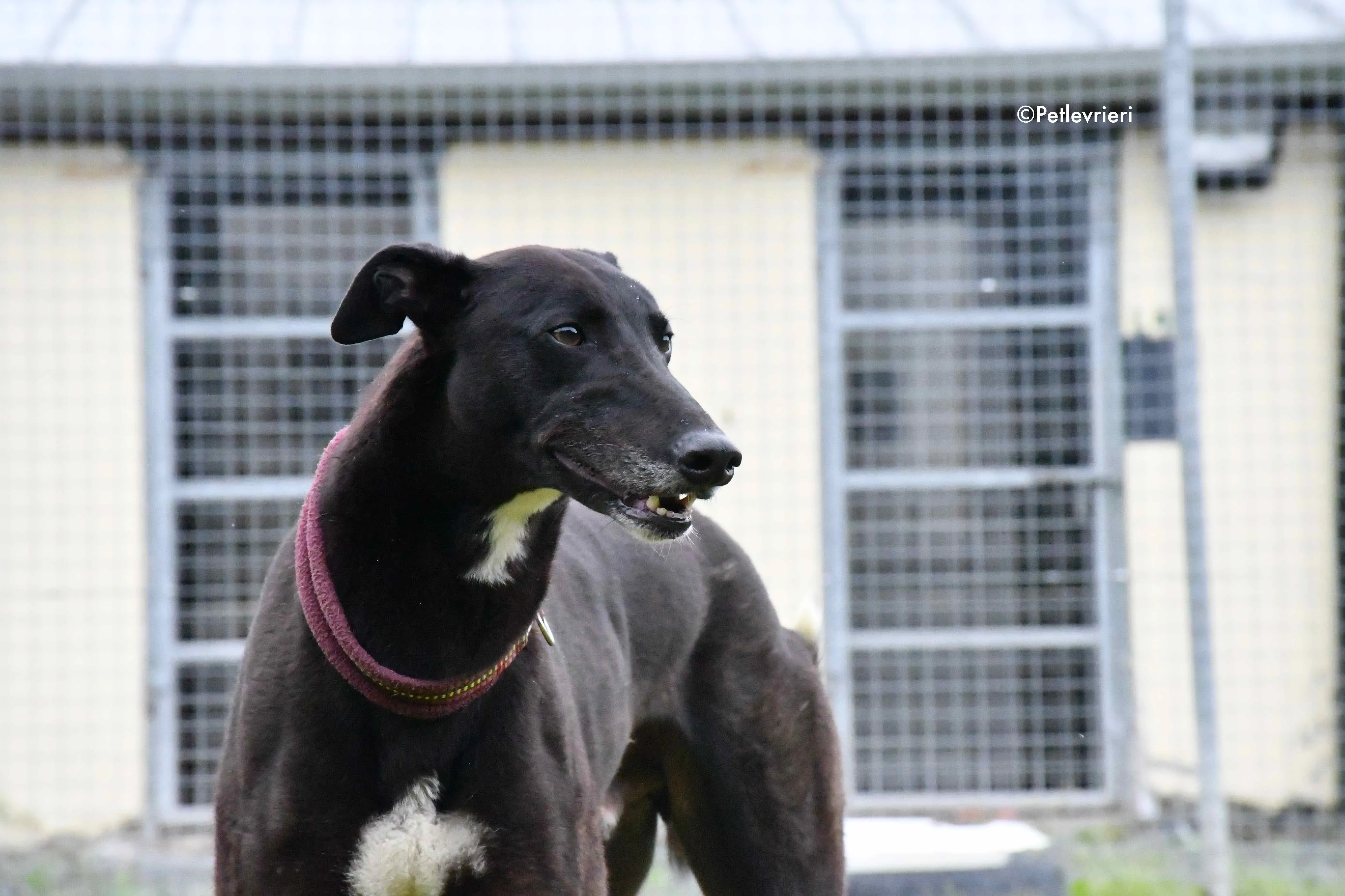 spud adozione levrieri greyhound 8