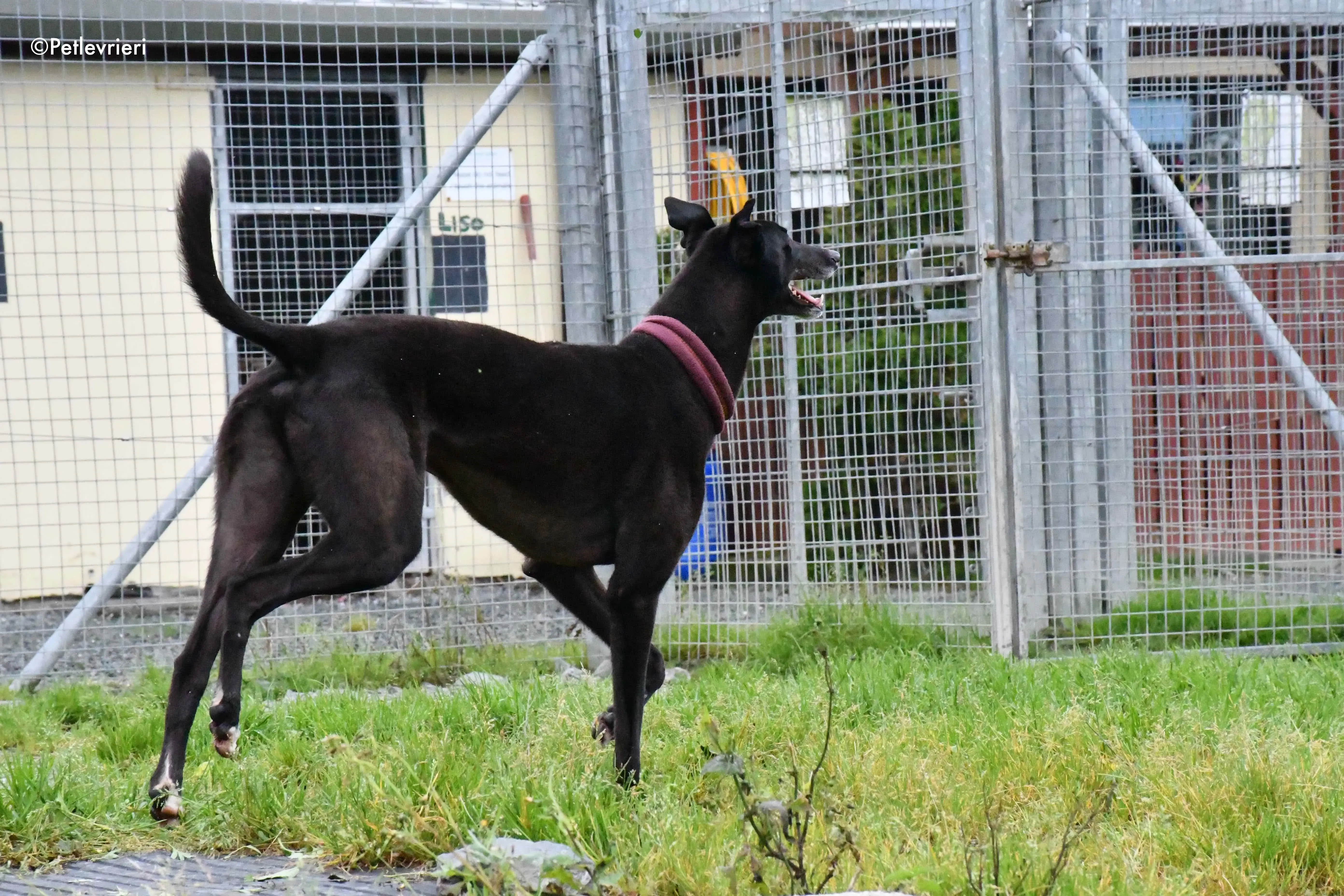 spud adozione levrieri greyhound 9