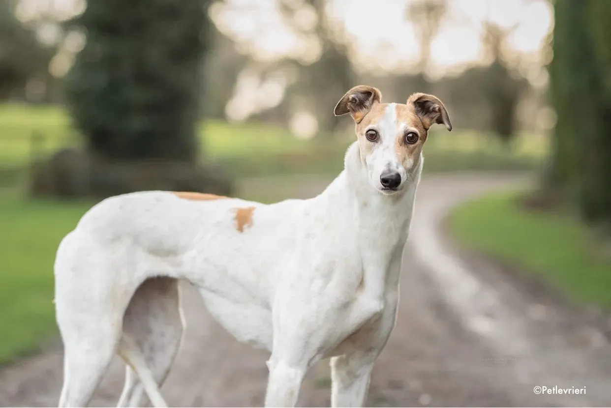 star adozione levrieri greyhound 1 1