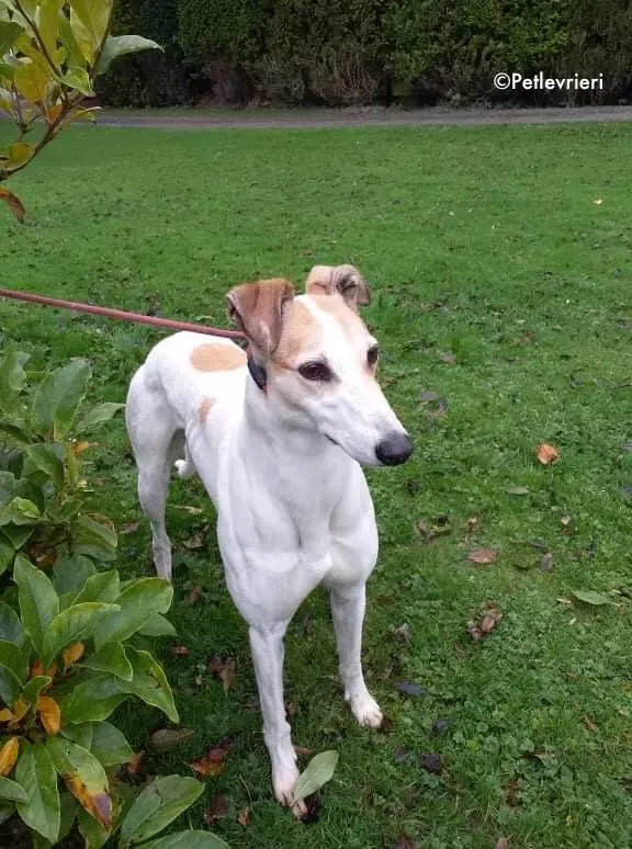 star adozione levrieri greyhound 1