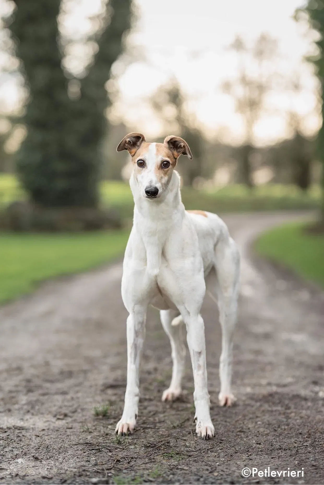 star adozione levrieri greyhound 2 1