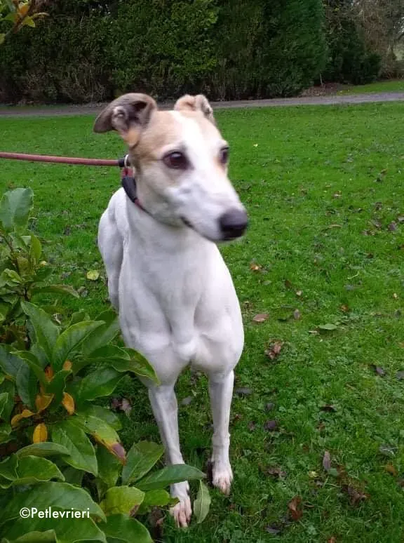 star adozione levrieri greyhound 2