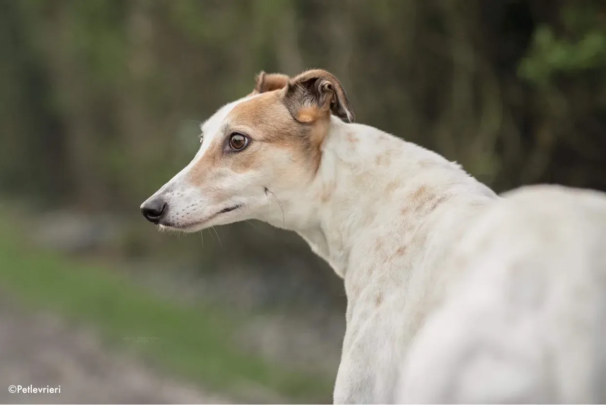 star adozione levrieri greyhound 3 1