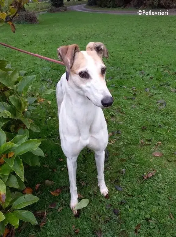 star adozione levrieri greyhound 3