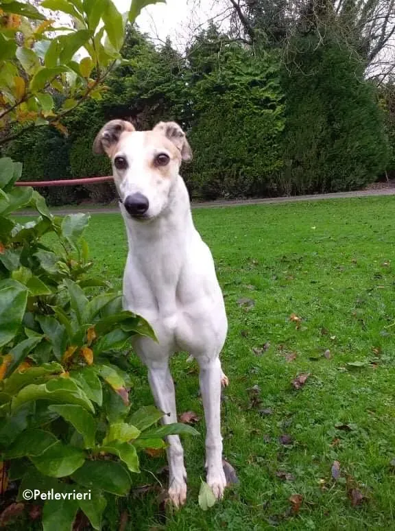 star adozione levrieri greyhound 4