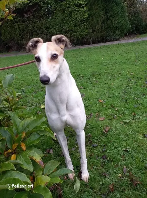 star adozione levrieri greyhound 5