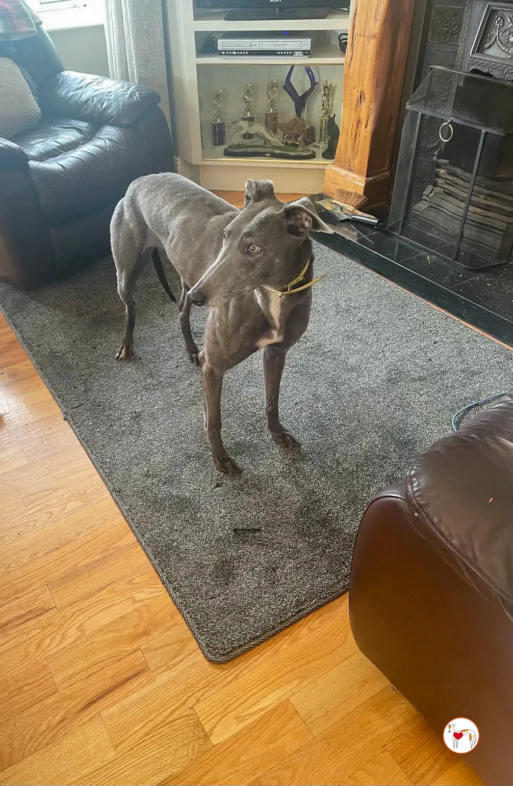 star grey adozione 1