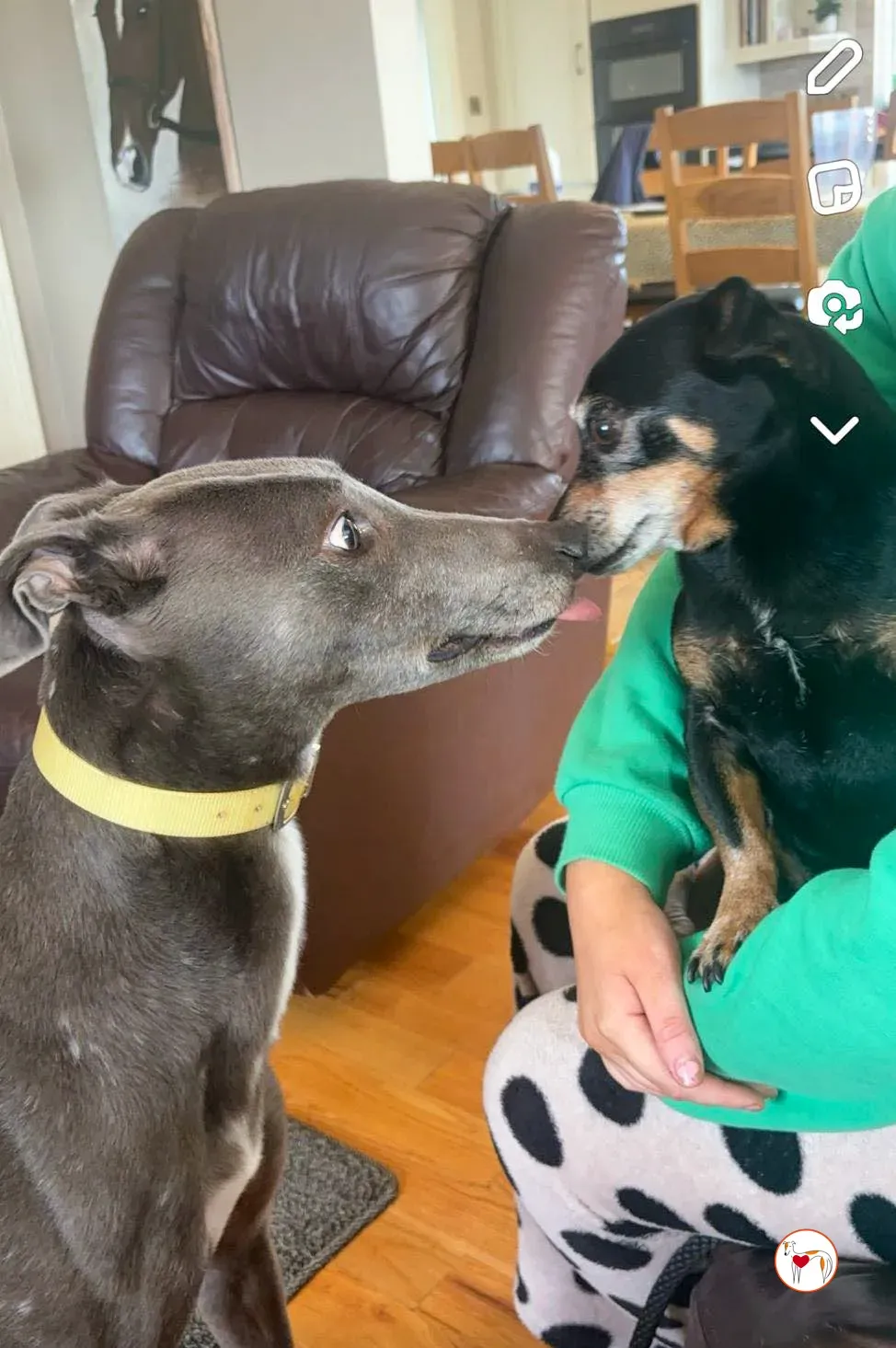 star grey adozione 2