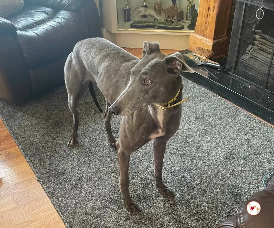 star grey adozione 3