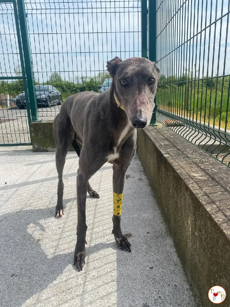 star grey adozione 5