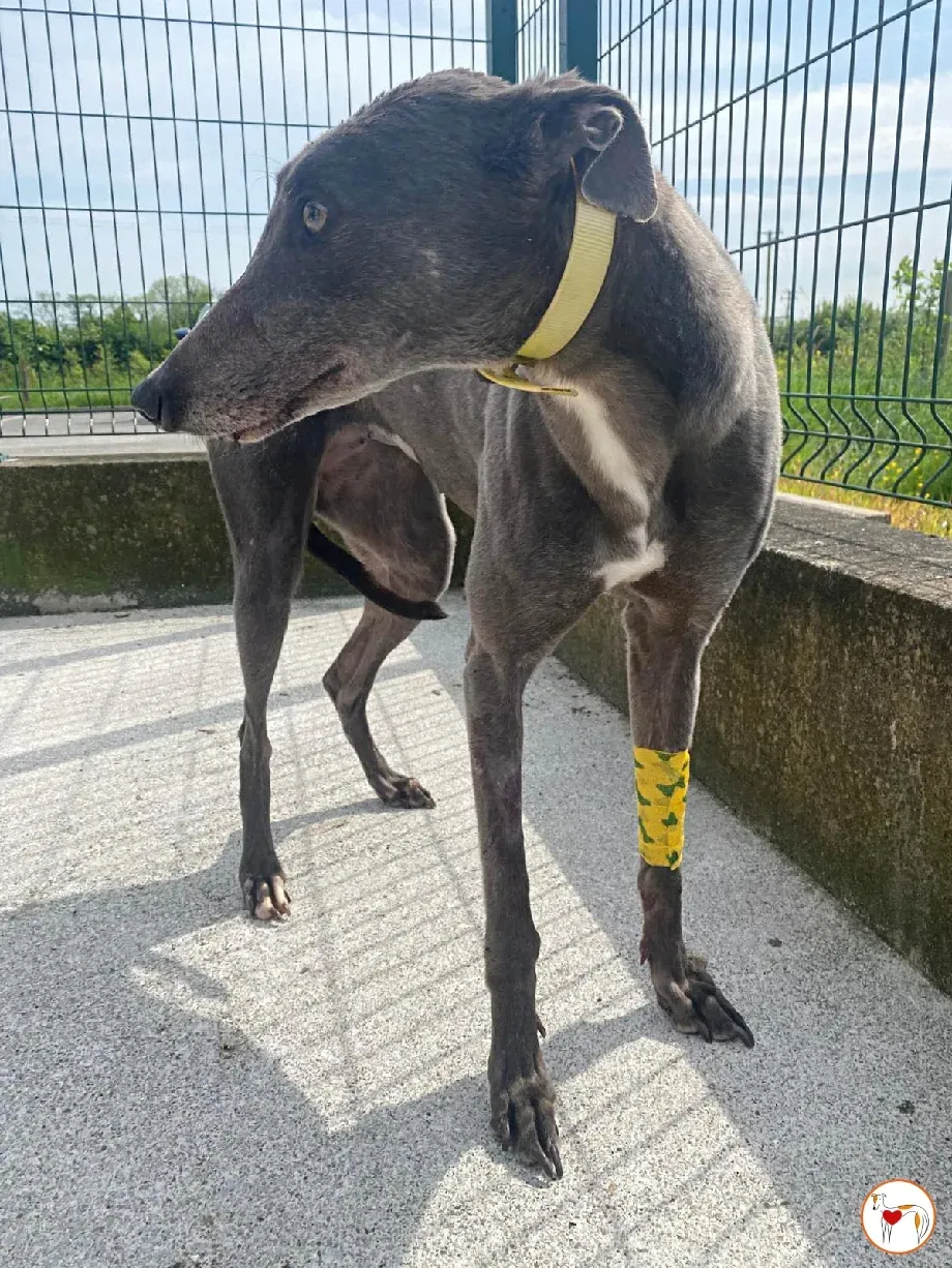 star grey adozione 6