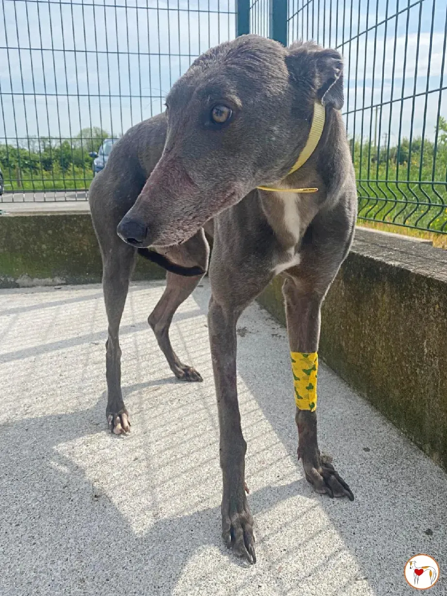 star grey adozione 7