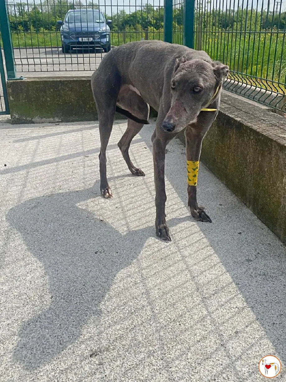 star grey adozione 8