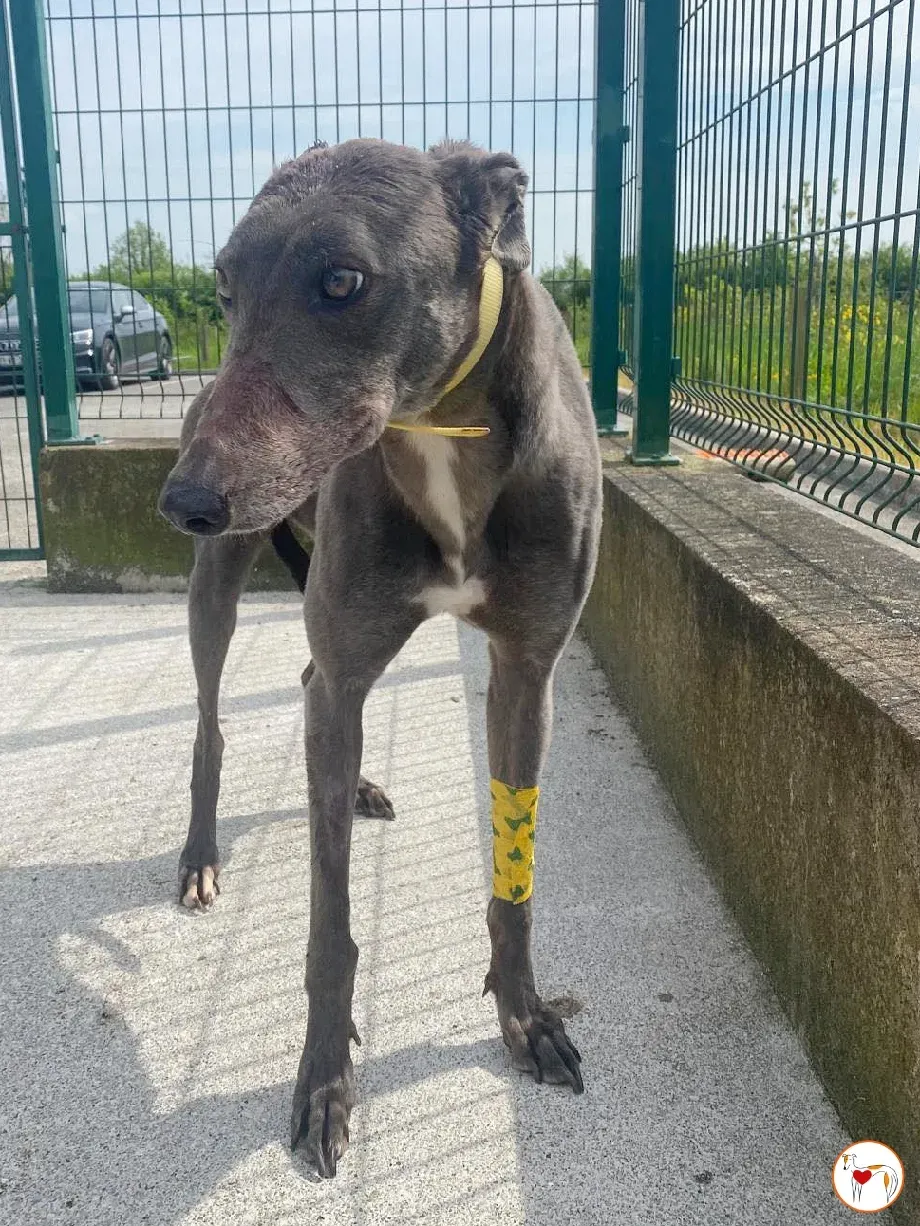 star grey adozione 9