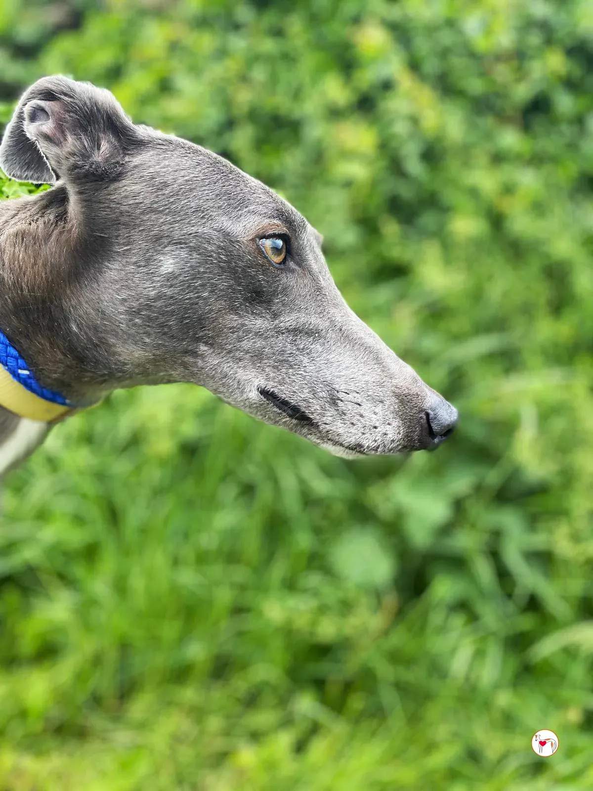 star grey adozione 10