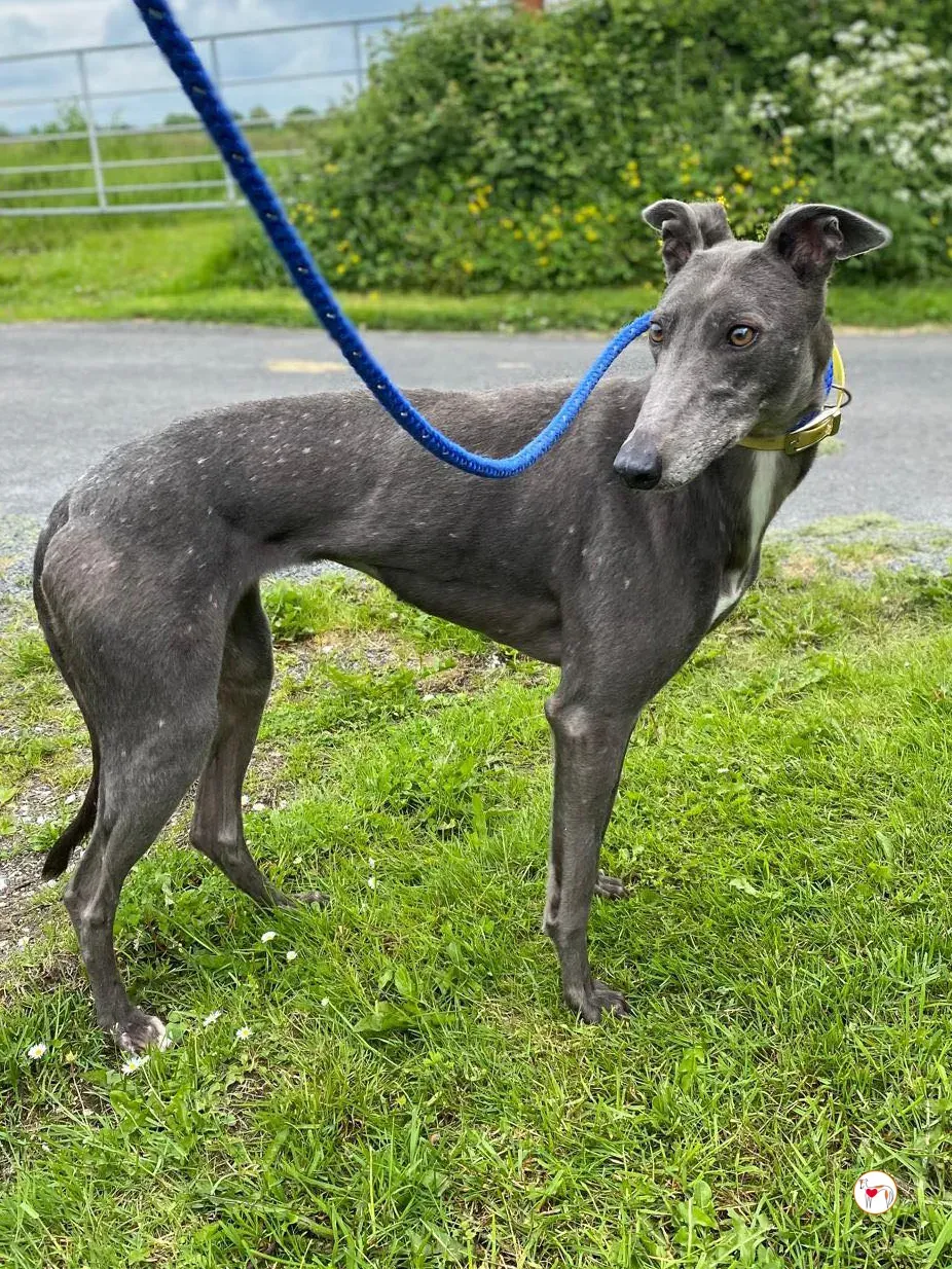 star grey adozione 11