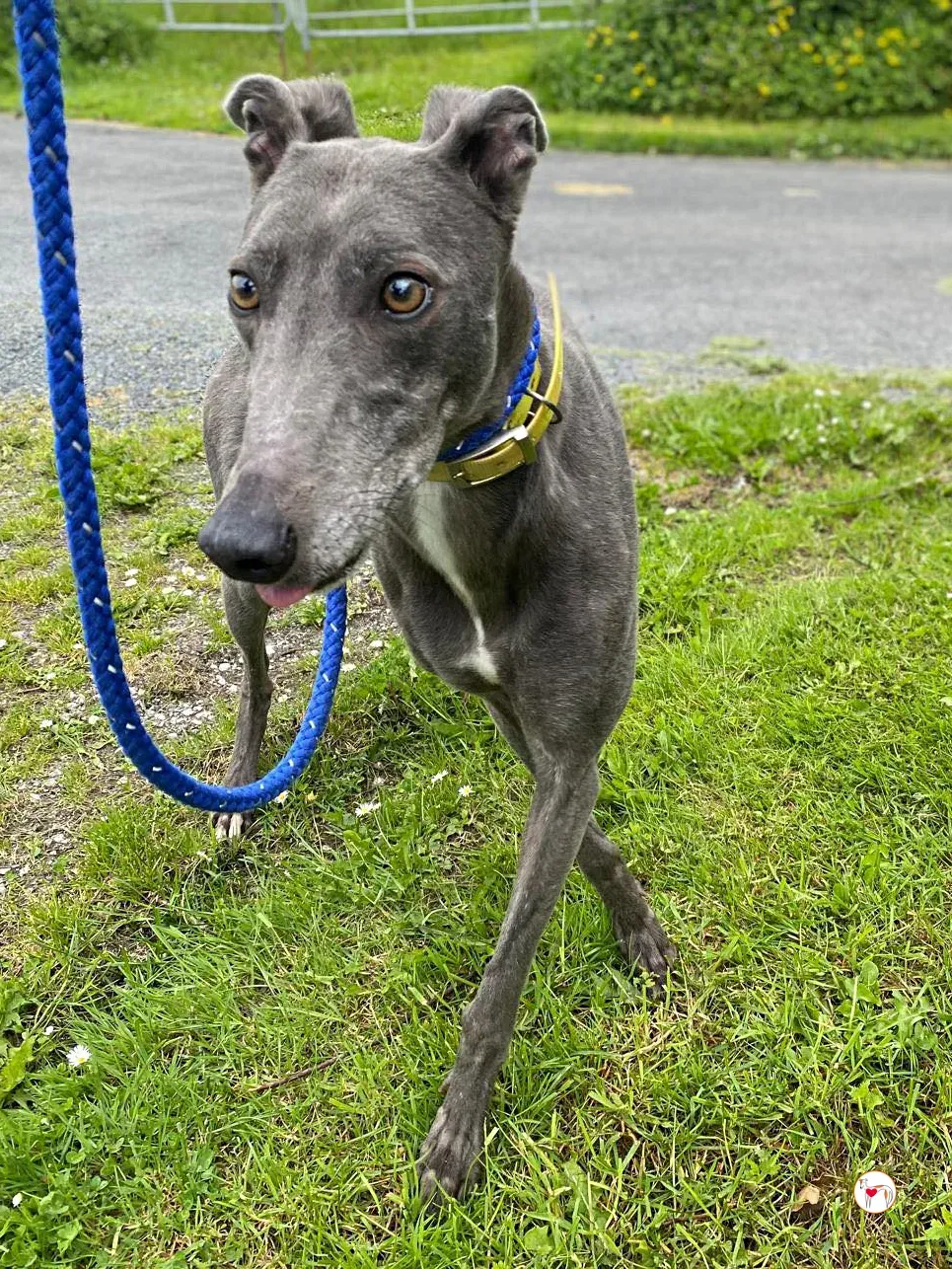 star grey adozione 12