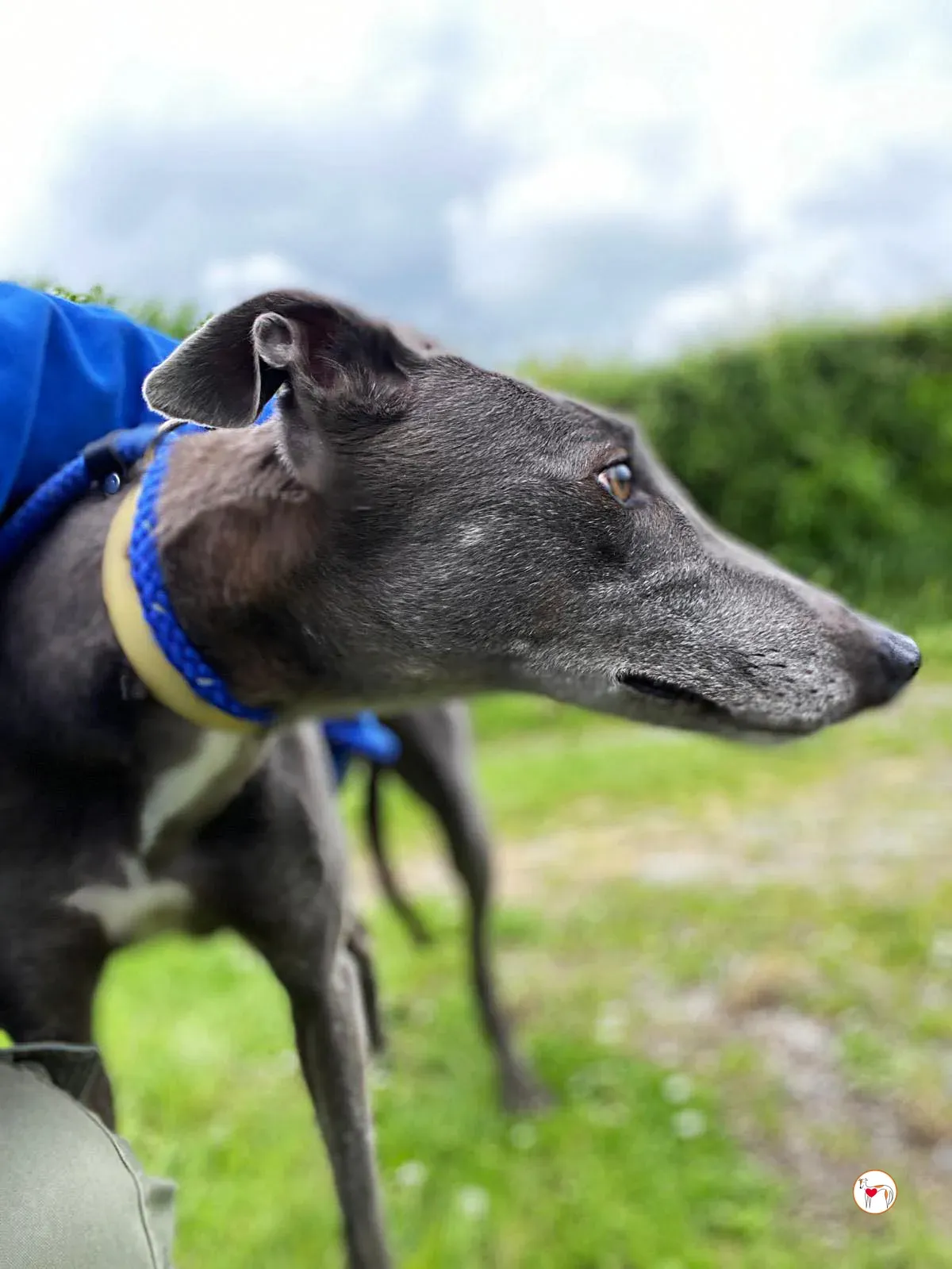 star grey adozione 13