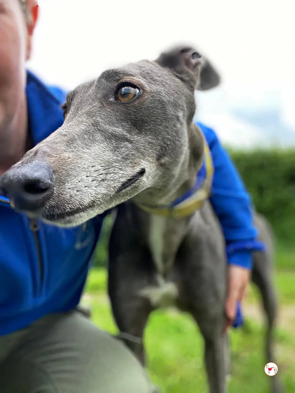 star grey adozione 14