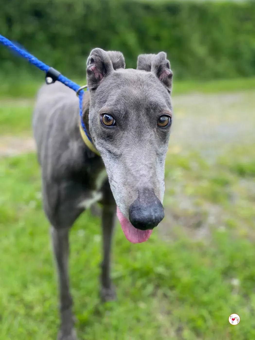 star grey adozione 15