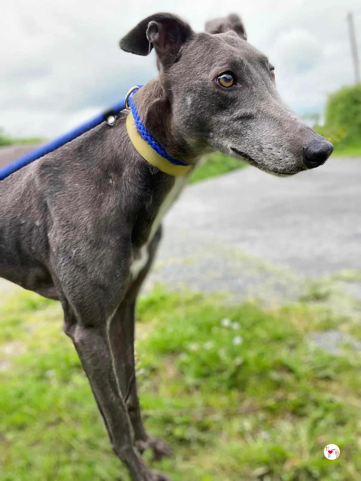 star grey adozione 16