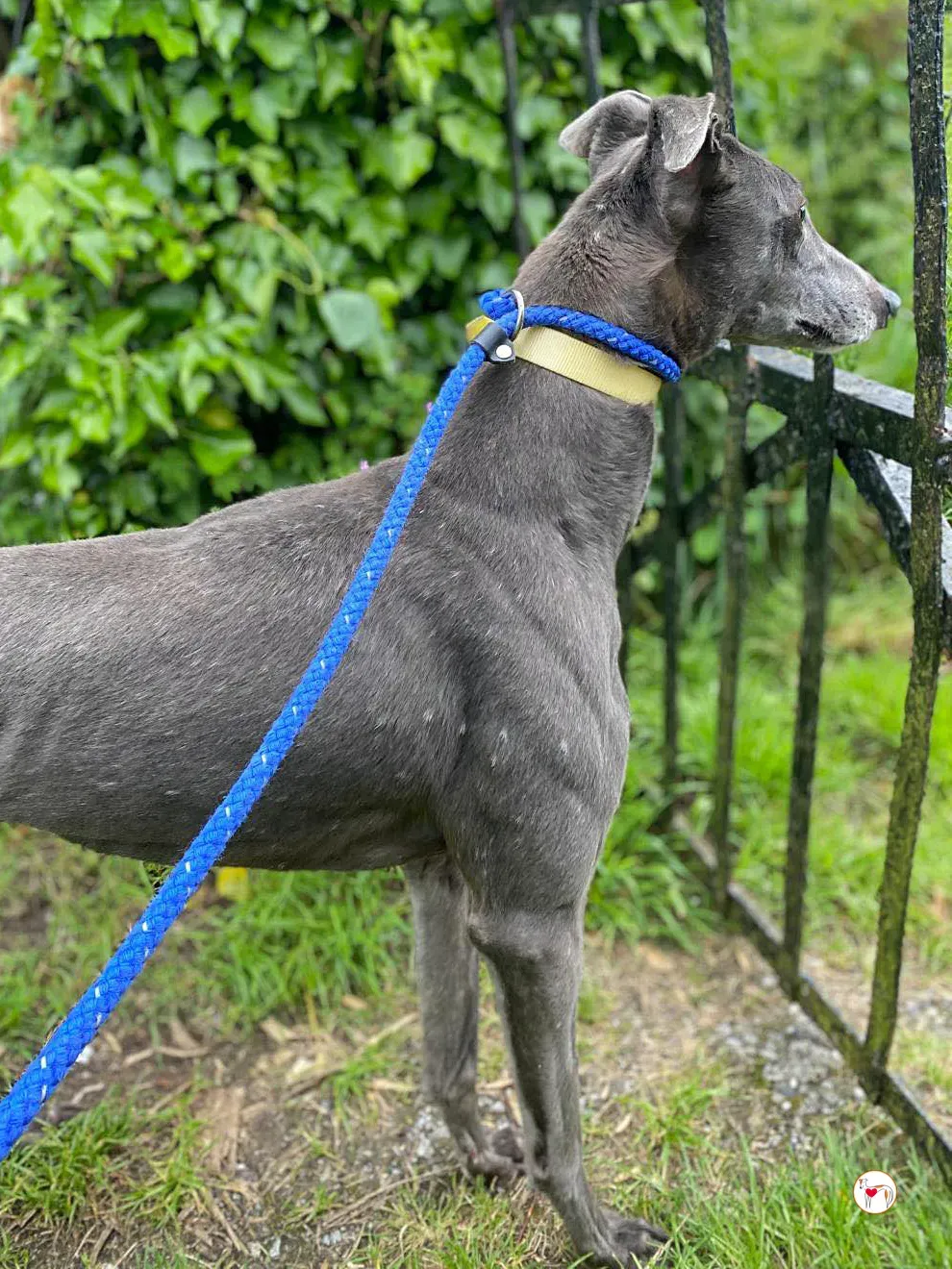 star grey adozione 17