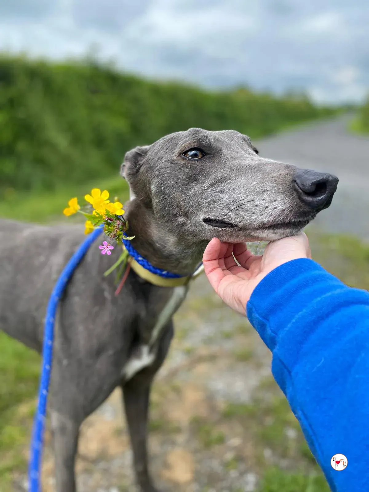 star grey adozione 18