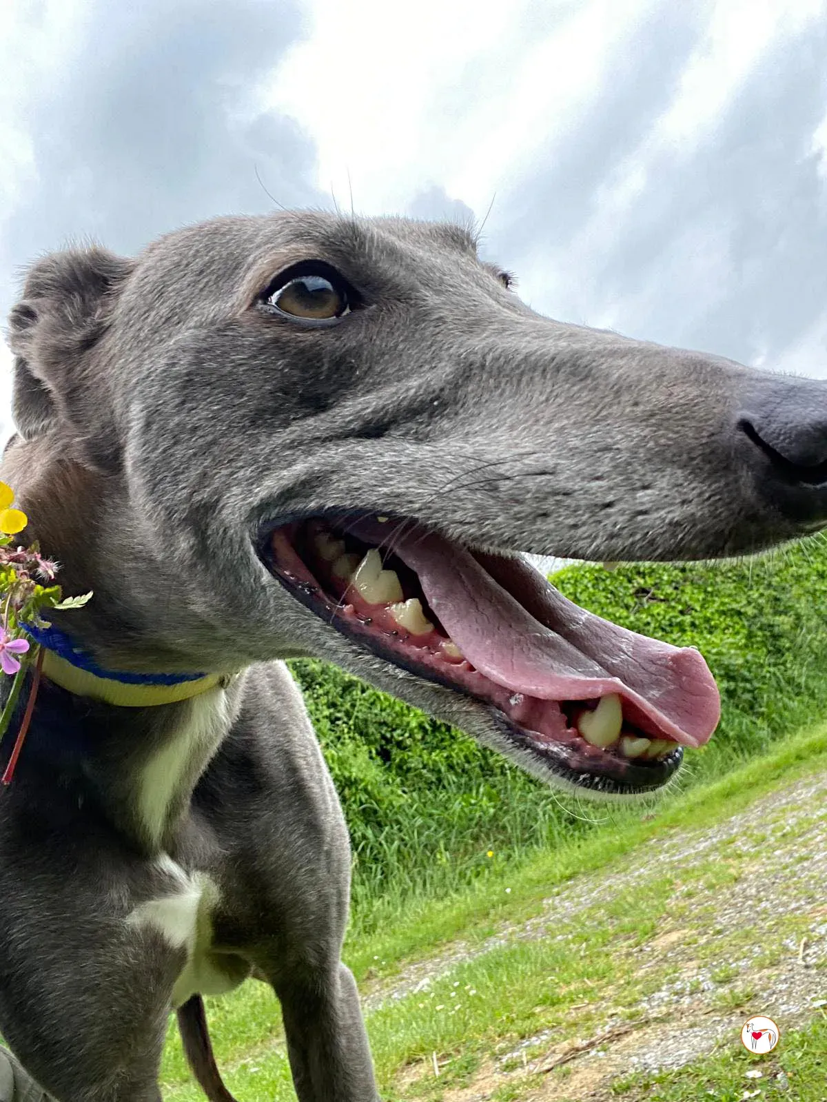 star grey adozione 19