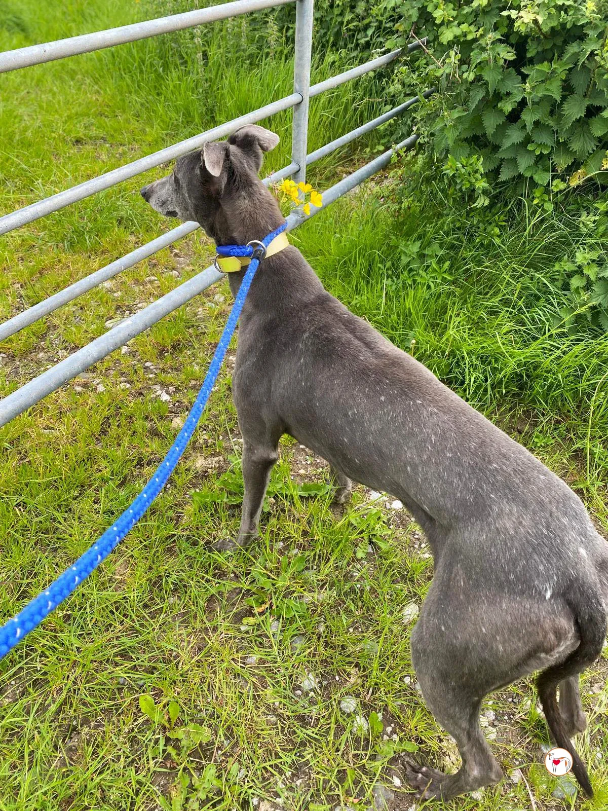 star grey adozione 20