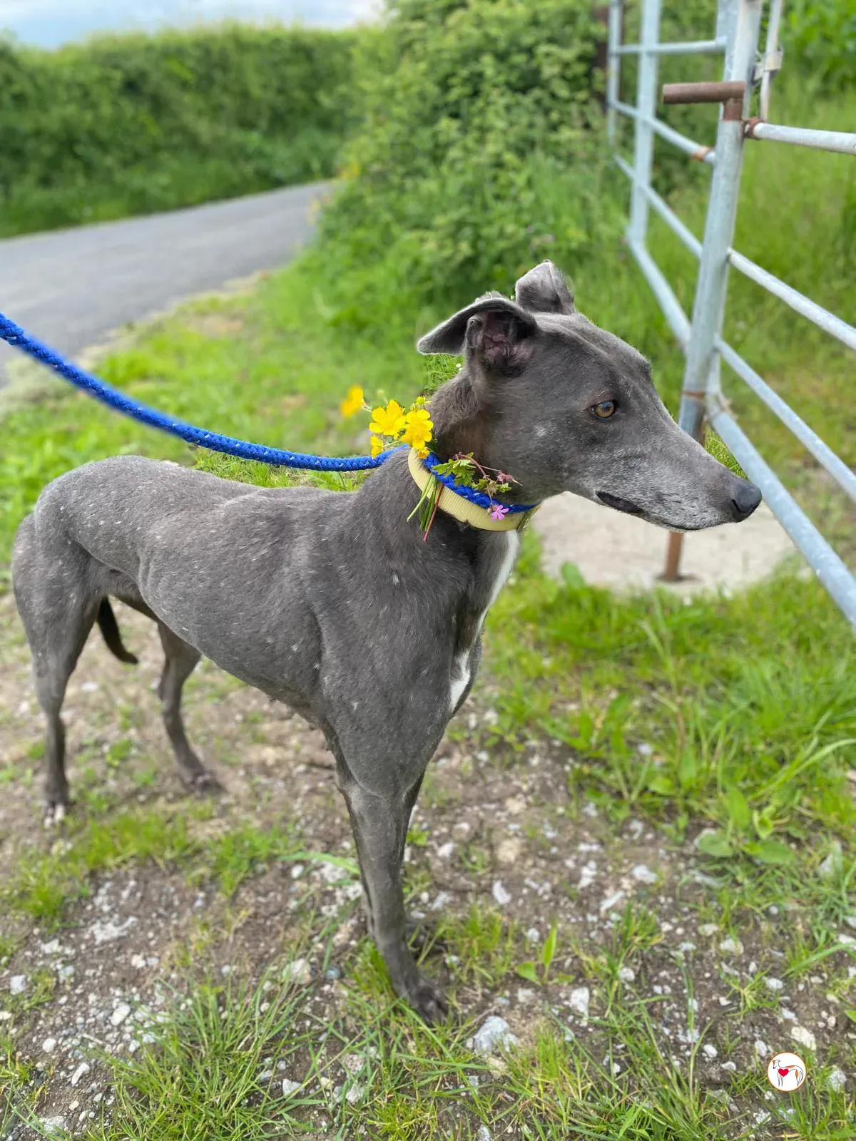 star grey adozione 21