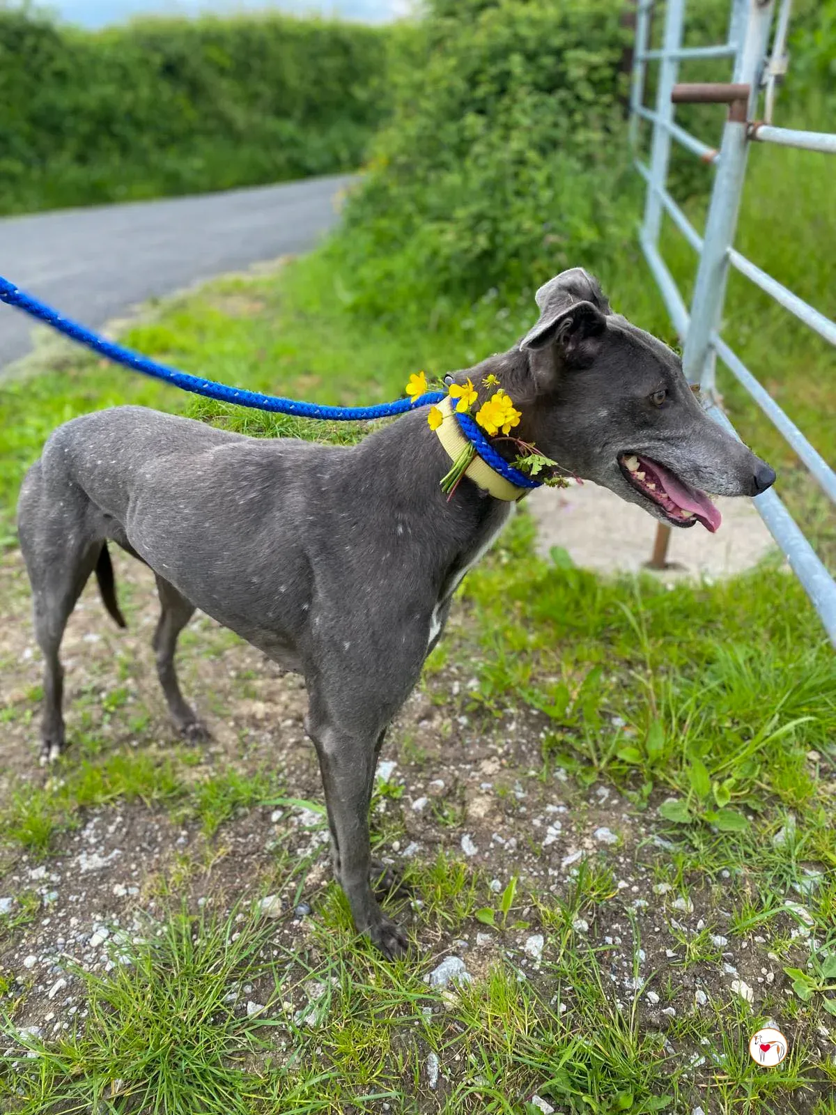 star grey adozione 22