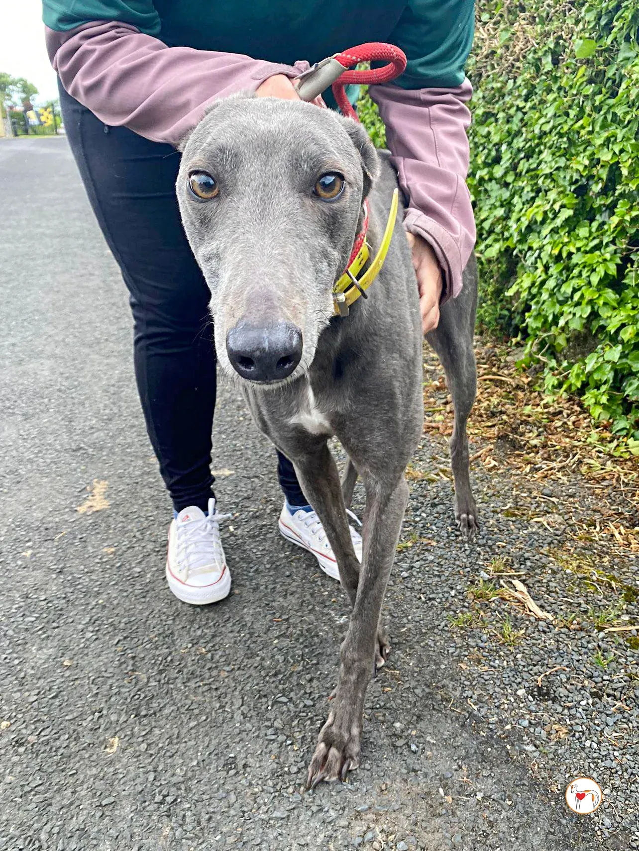 star grey adozione 23