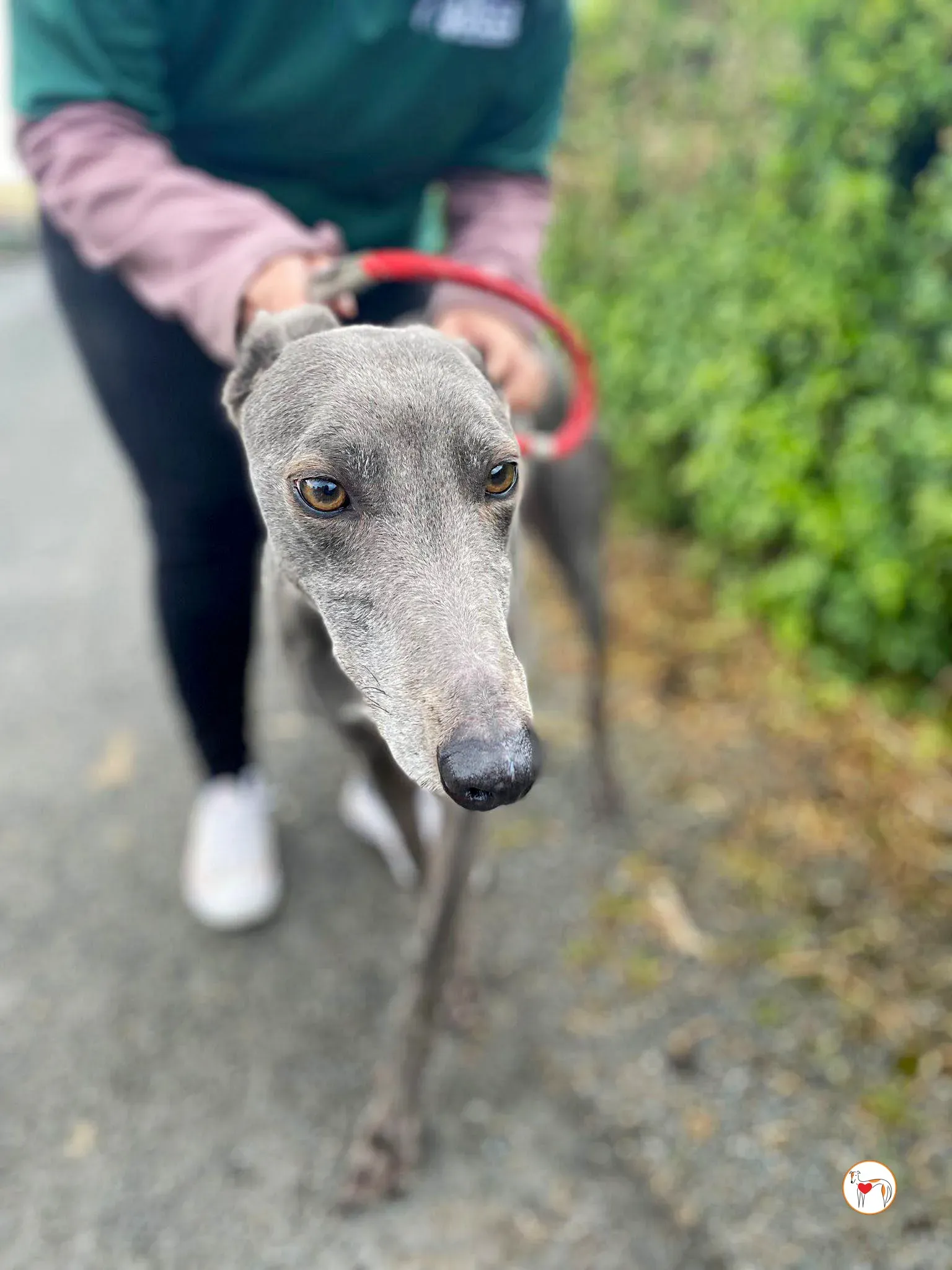 star grey adozione 24