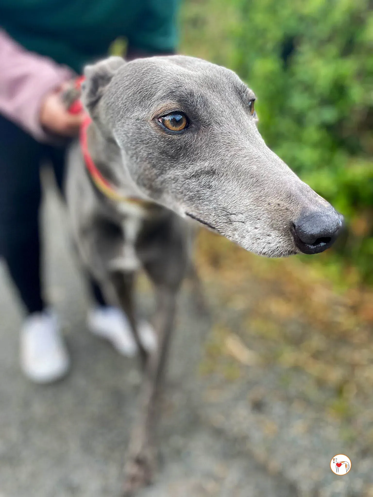 star grey adozione 25