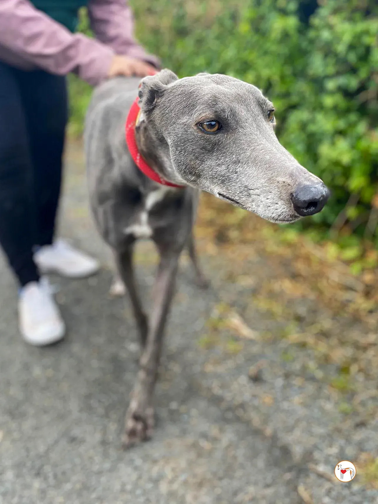 star grey adozione 26