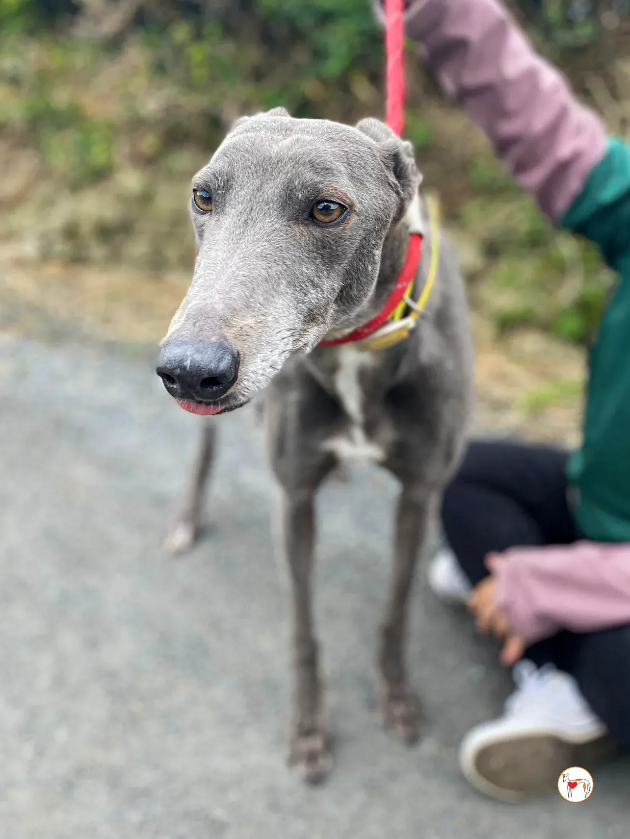 star grey adozione 27