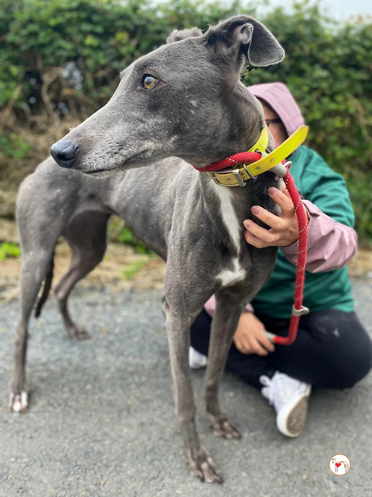 star grey adozione 28