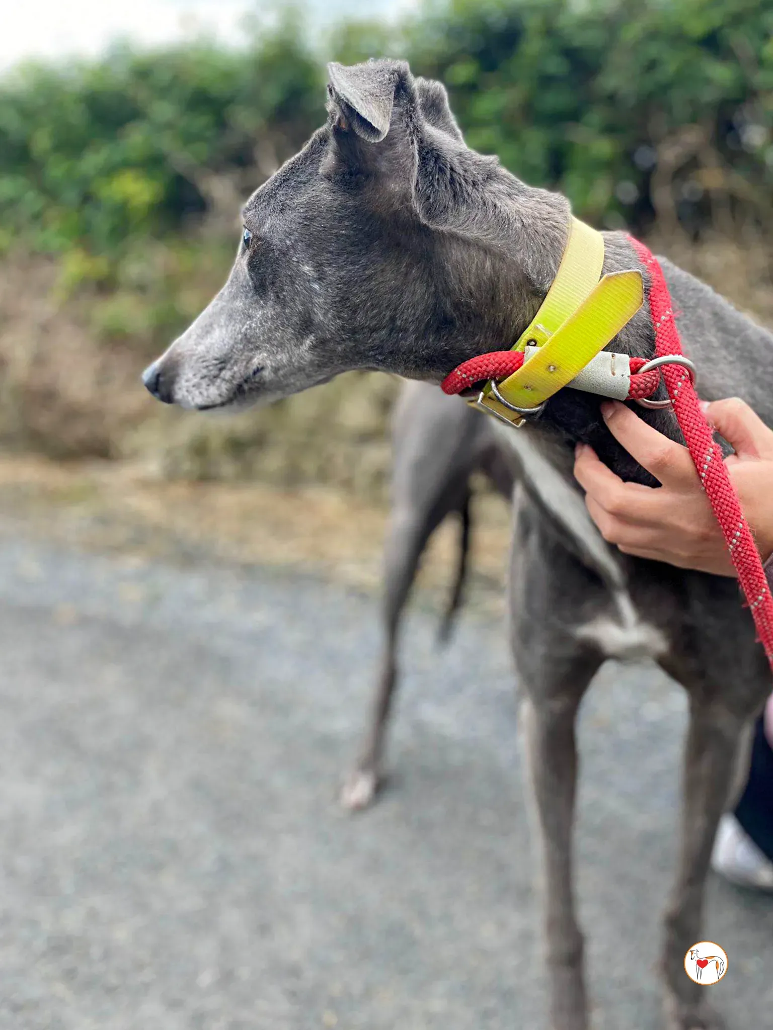 star grey adozione 29